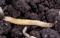 Esempi di insetti sulle colture: la diabrotica e la piralide del mais